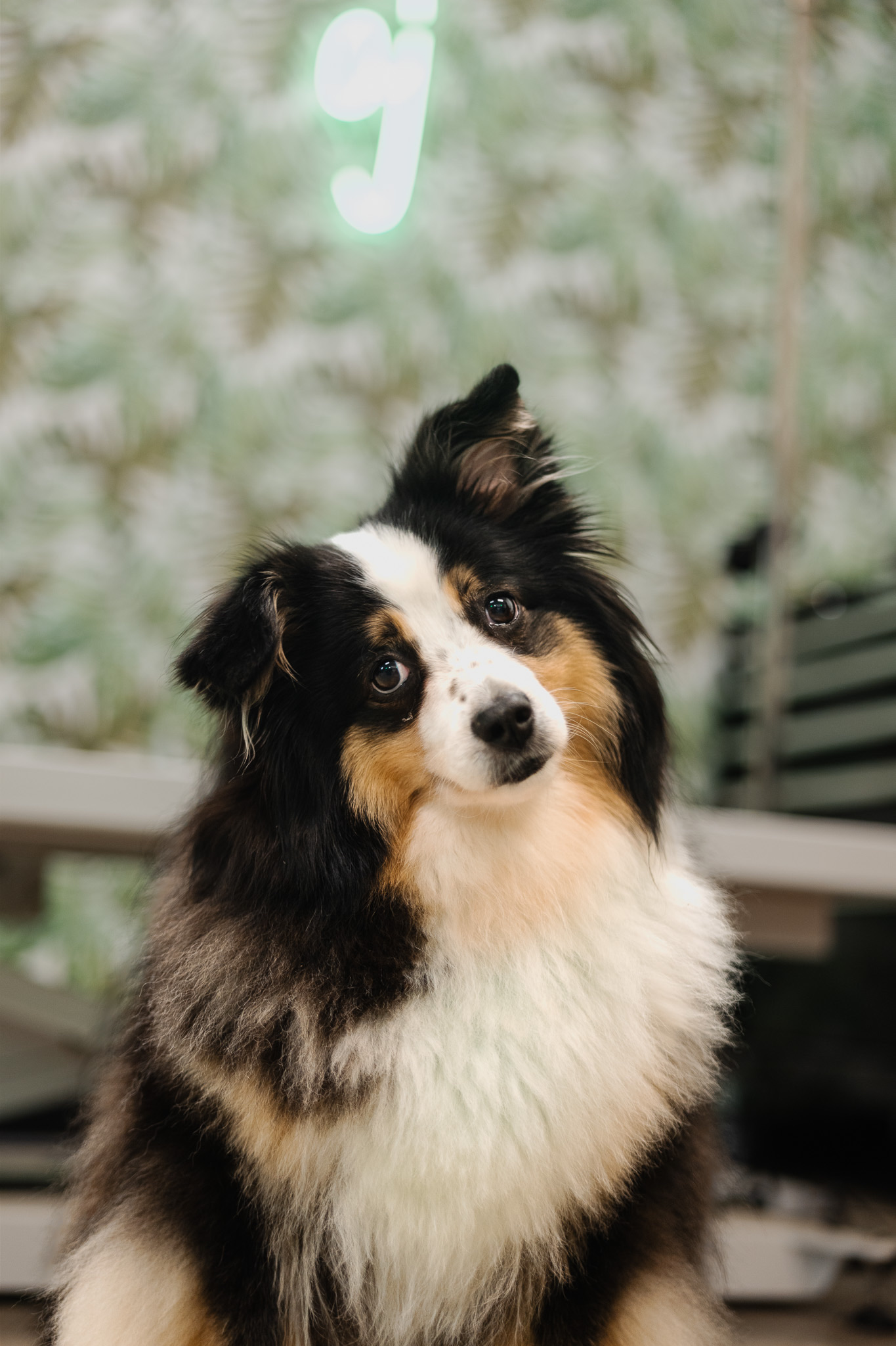 A fluffy tricolor dog tilting its head at the salon