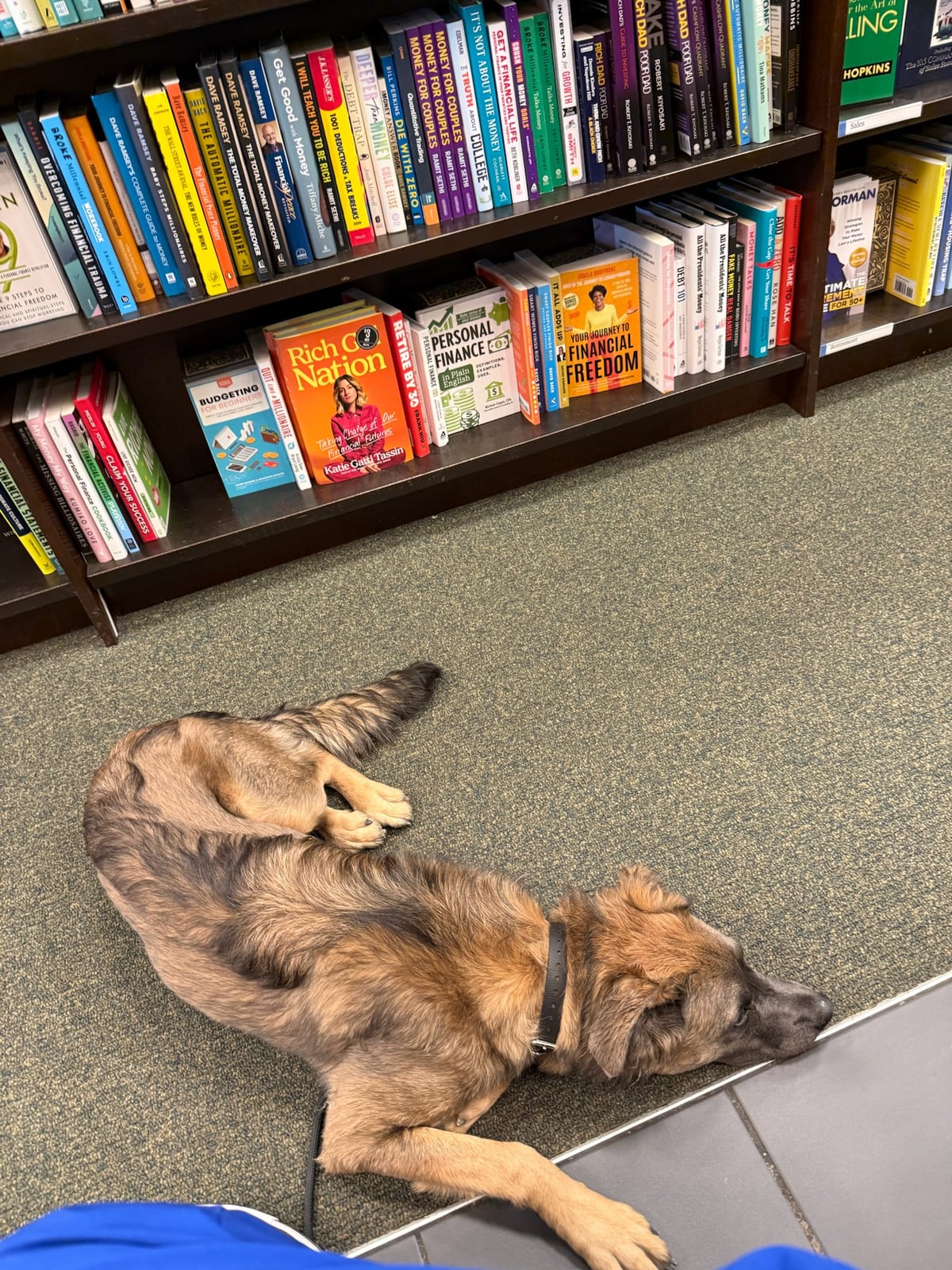 A dog resting beside a bookshelf during a training outing