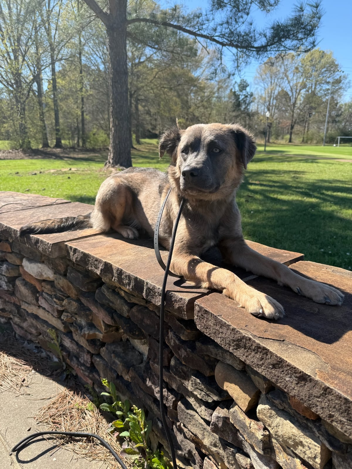 A dog on a leash resting on a stone ledge outdoors during training