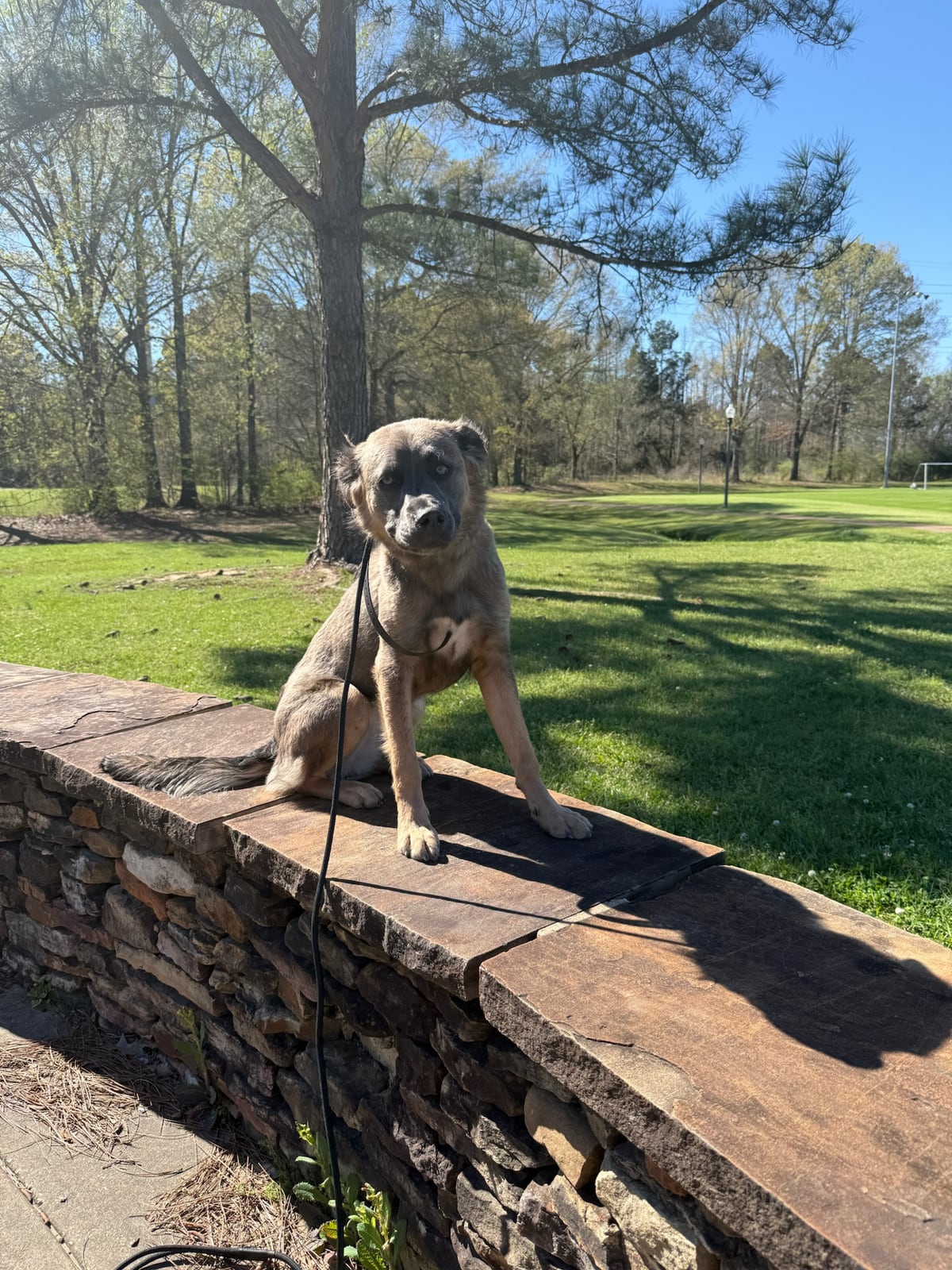 A dog sitting on a leash in a grassy outdoor area